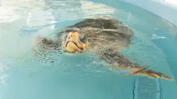 Dilly Dally the sea turtle returns to the ocean after flipper amputation